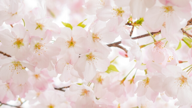 山梨 県 桜