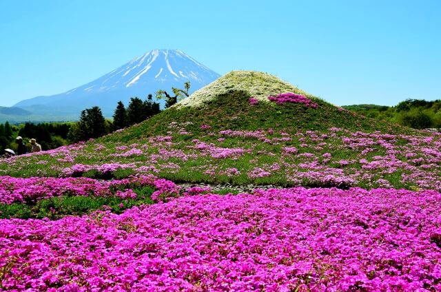富士山と花の鮮やかな共演！山梨の花の名所７選のご紹介